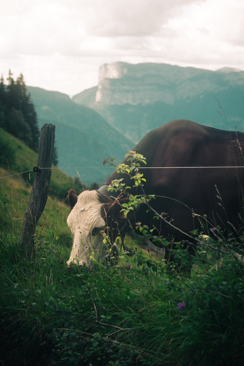 Karim 4K tweet media