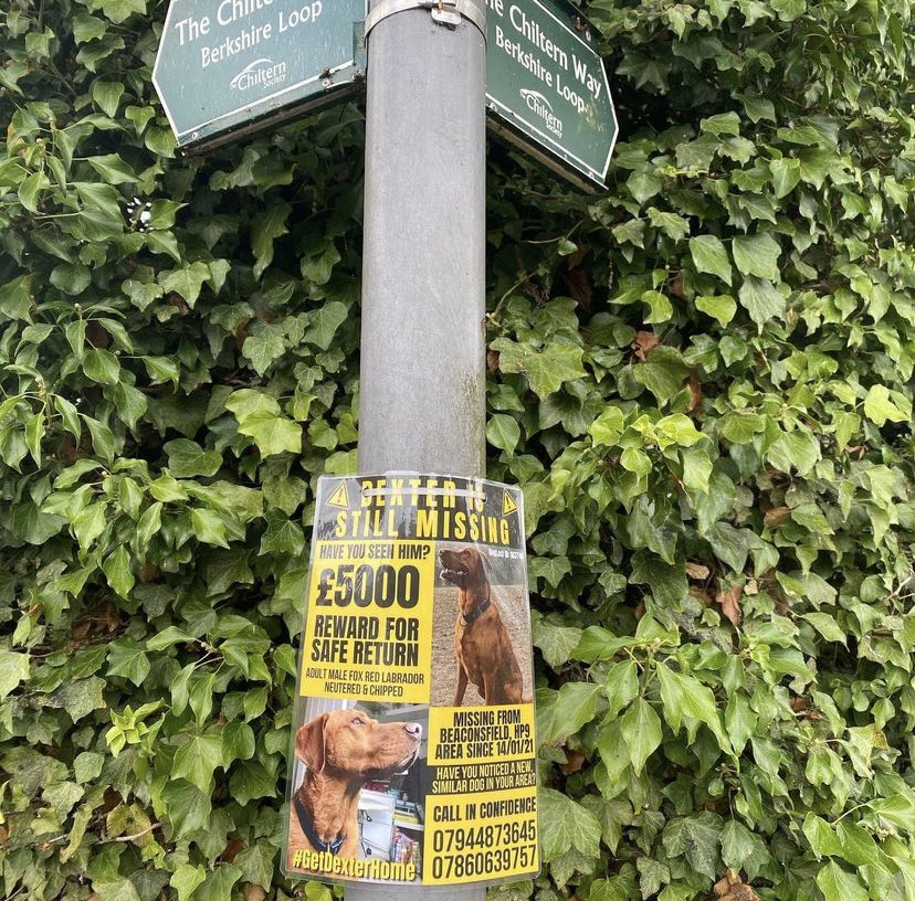 getdexterhome's tweet image. In light of the amazing news of Lola, who went missing from Bucks not long after Dexter, being reunited this week we want to push as hard as ever to remind everyone Dexter is still out there...We are fighting hard and following up possible leads DAILY. 

#GetDexterHome