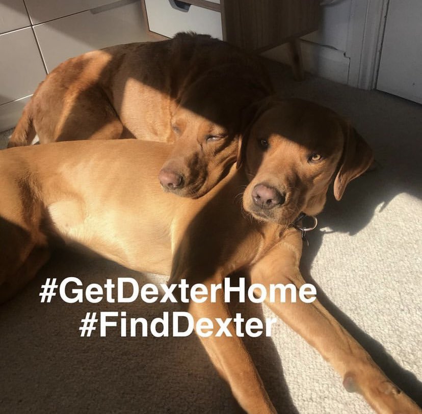 getdexterhome's tweet image. In light of the amazing news of Lola, who went missing from Bucks not long after Dexter, being reunited this week we want to push as hard as ever to remind everyone Dexter is still out there...We are fighting hard and following up possible leads DAILY. 

#GetDexterHome