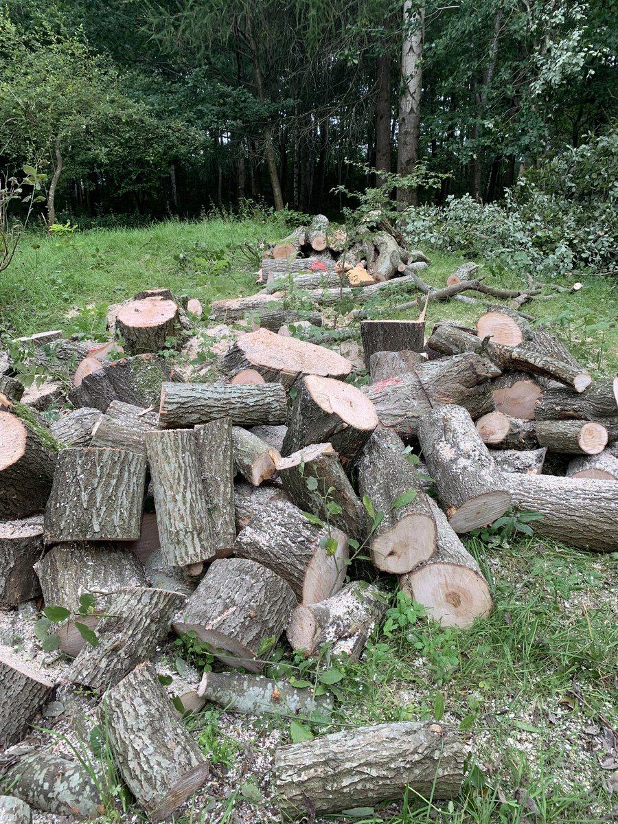 Tree felling notice at Malls Mire 

We had to fell 1 goat willow in the woodland as it was unsafe due to severe structural defects and branches that could have fallen on busy paths. 

We never fell tees lightly but we had no choice with this one.
