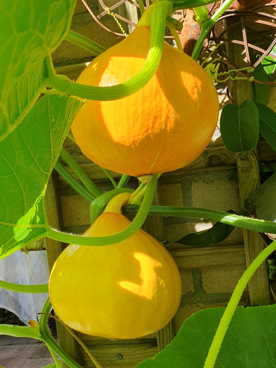 DirmaatGGC's tweet photo. Pompoen- en tomatensoep in wording. #moestuin #growyrown #zomergroente https://t.co/xa7rcJPPfa