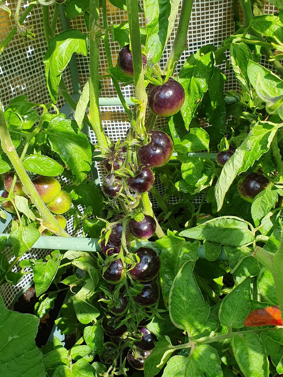 DirmaatGGC's tweet photo. Pompoen- en tomatensoep in wording. #moestuin #growyrown #zomergroente https://t.co/xa7rcJPPfa