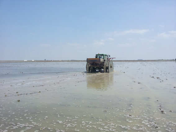 🌾🚀 Siembra (13/05/2023) marcó inicio. Tomamos muestras de savia y plantas, generando datos para primeros resultados. 🌾🔬<a href="/rmfabra1970/">RAFAEL MORALES FABRA</a> #InvestigaciónAgrícola #ResultadosPrometedores