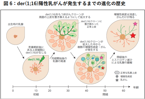 hitsuji_bright's tweet photo. 世界初、乳がんの原因が特定される

京都大学などは乳がんの原因となる最初の細胞変異が思春期前後から起きていることを世界で初めて突き止めた。

実験では41歳～48歳の5人の乳がん患者の細胞を採取し、最先端のゲノム技術で解析を実施。

その結果、女性の乳腺細胞の異変が4.4歳～16.9歳という非常に早い段階で起きていることが判明。その後、数十年かけて一部ががん化し、発症することがわかった。

乳がんの原因となるこの最初の乳腺細胞の異変は、10歳前後に増加してくる女性ホルモンの影響を受けている可能性が高いと考えられている。

乳がんは早い段階で治療を行えば殆どの場合で治すことが可能だ。

そのため、遺伝子変異から発症までの詳細な過程が明らかになったことは、早期発見や発症予防など今後の治療に役立つと世界中で注目されている。