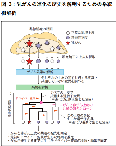 hitsuji_bright's tweet photo. 世界初、乳がんの原因が特定される

京都大学などは乳がんの原因となる最初の細胞変異が思春期前後から起きていることを世界で初めて突き止めた。

実験では41歳～48歳の5人の乳がん患者の細胞を採取し、最先端のゲノム技術で解析を実施。

その結果、女性の乳腺細胞の異変が4.4歳～16.9歳という非常に早い段階で起きていることが判明。その後、数十年かけて一部ががん化し、発症することがわかった。

乳がんの原因となるこの最初の乳腺細胞の異変は、10歳前後に増加してくる女性ホルモンの影響を受けている可能性が高いと考えられている。

乳がんは早い段階で治療を行えば殆どの場合で治すことが可能だ。

そのため、遺伝子変異から発症までの詳細な過程が明らかになったことは、早期発見や発症予防など今後の治療に役立つと世界中で注目されている。