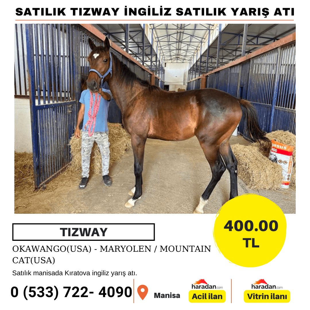 haradancom's tweet photo. Satılık tızway ingiliz yarış atı

https://t.co/DB7zMYe0aX

Satılık manisada kıratova ingiliz yarış atı.
#manisa #yarışatı #ingilizatı https://t.co/rP3cAnMC7y