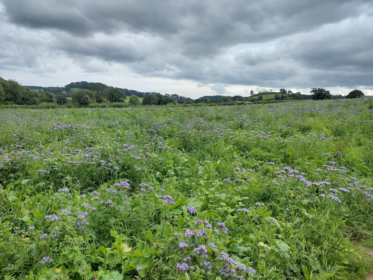 HurfordSarah's tweet photo. We've grown an arable cover crop as a break crop for grass-herbal reseed. With phacelia, fodder radishes, rye, turnips, vetches, kale etc
Any tips for grazing this type of crop? #covercrop #grazing #regenag https://t.co/RCK5rhBU04