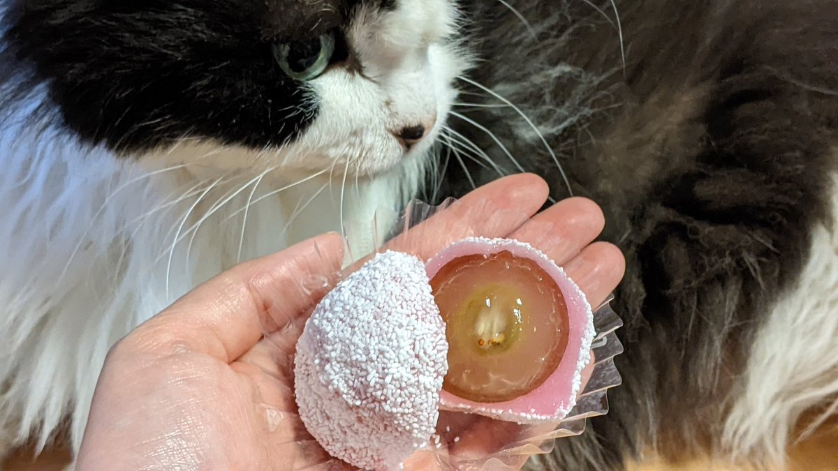 ずっと食べたい食べたい言ってた雅風堂さんのぶどう餅ついにゲットしました✨ルビーロマンバージョンも😍