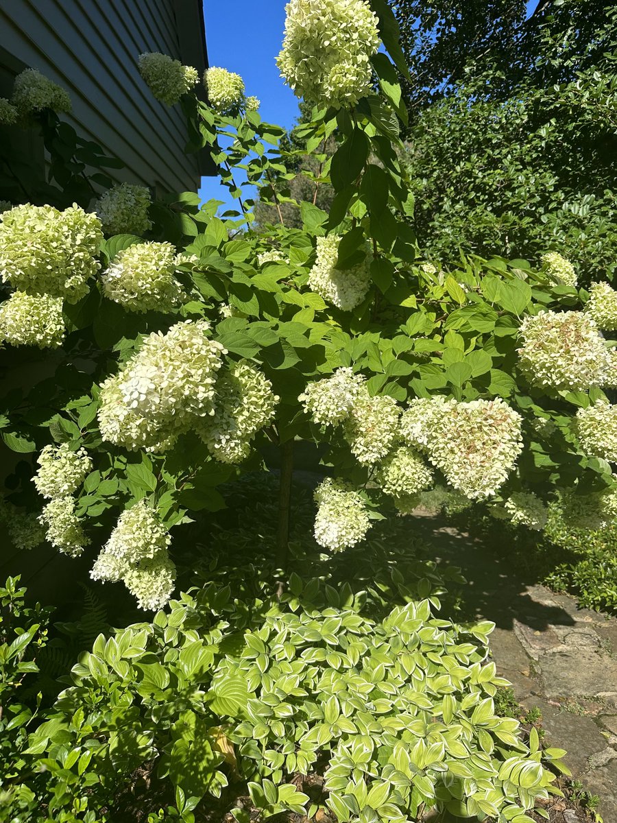 toconnell101's tweet photo. Flora in Old Salem NC https://t.co/LQNxRJpDjk