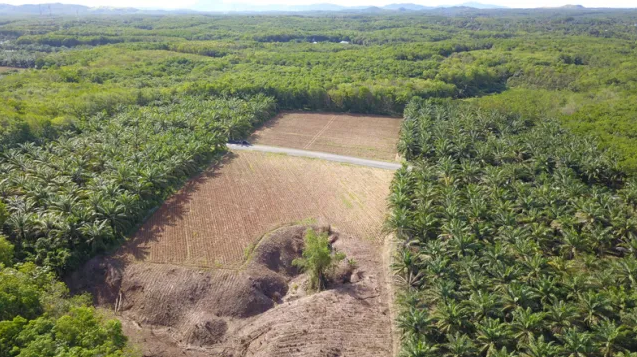 Grantham_IC's tweet photo. "The staggering area of land devoted to palm plantations – &amp; their #eco-environmental impacts – is causing widespread criticism of the industry. But is this justified?"

@Ben_J_Roberts explores the pros &amp; cons of #palm plantations. Read more 👇 

https://t.co/O2PCTYVzz8 https://t.co/Z6MiuAVz3M