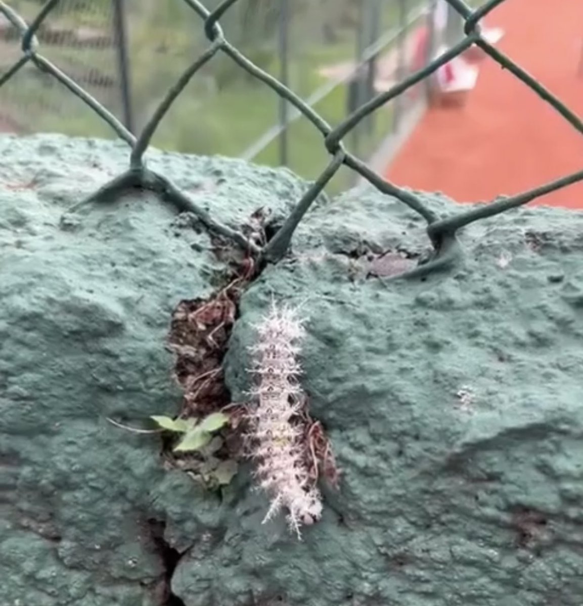 LafranciscanaF's tweet photo. ❗️ATENCIÓN❗️Se ha detectado en varios lugares en Caracas la presencia del gusano Lonomia Obliqua. Es muy venenoso y el suero antilonómico sólo se produce en Brasil

✔️No tener contacto con la oruga (NO TOCAR)
✔️De tener contacto acudir de inmediato al médico
✔️No automedicarse 👇🏻 https://t.co/p4iUq8HOLh