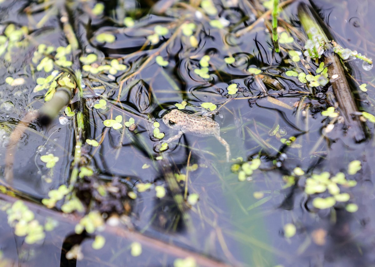 Notice_Nature's tweet photo. Natterjack toadlets welcomed home to the Kingdom
· A joint project between National Parks and Wildlife Service (NPWS) and Fota Wildlife park has to date released over 9,000 natterjack toadlets.
#noticenature #natterjacktoad https://t.co/UPiewvMXsy