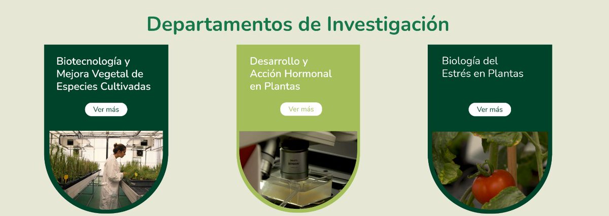 IBMCP's tweet image. 🌿En IBMCP trabajamos desde 3 líneas principales, ➕25 grupos exploran los secretos de las #plantas, desde la #secuenciación de ADN y análisis de #desarrollo y acción #hormonal en plantas, hasta la #interacción entre las plantas y el #entorno.

➕info: ibmcp.upv.es/investigacion/…