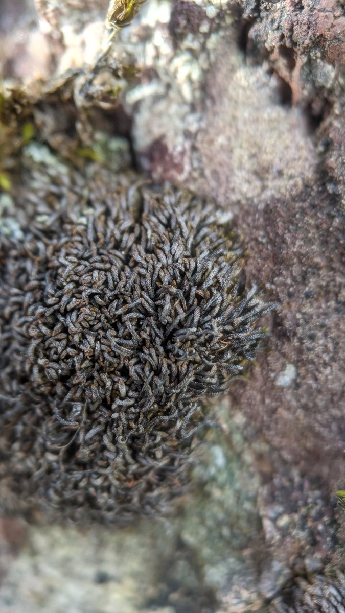 Gymnomitrion crenulatum on the ascent to Más an Tiompán. An extremely small liverwort that tolerates exposed slopes. The common name is "frostwort", and this impression is created by the transparent leaf margins.