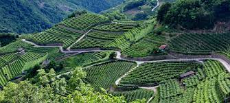 Michele Faralli (@micfara) on Twitter photo Two post-doc positions will be soon available in my lab at the University of Trento (Italy) focusing on:
1) Early detection of water stress in grapevine
2) Grapevine acclimation to multifactorial stress combination
<a href="/plantpostdocs/">PlantPostdocs (@plantpostdocs.bsky.social)</a> <a href="/PostdocJobs/">PostdocJobs.com</a>
#postdoc #phdlife #climatechange Two post-doc positions will be soon available in my lab at the University of Trento (Italy) focusing on:
1) Early detection of water stress in grapevine
2) Grapevine acclimation to multifactorial stress combination
<a href="/plantpostdocs/">PlantPostdocs (@plantpostdocs.bsky.social)</a> <a href="/PostdocJobs/">PostdocJobs.com</a>
#postdoc #phdlife #climatechange