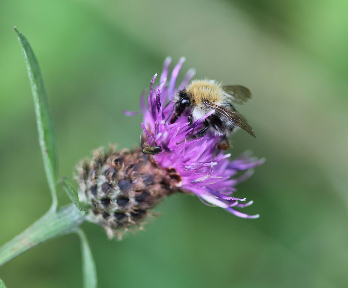 HealthyGalway's tweet photo. Some  beautiful photos, courtesy of Colin Stanley, of ''Woodlands for Health'' 

Woodlands for Health is a woodland-based, guided walking programme for adults availing of mental health services and supports

Spending time in nature can benefit your mental and physical wellbeing https://t.co/N0FBgwgbSI
