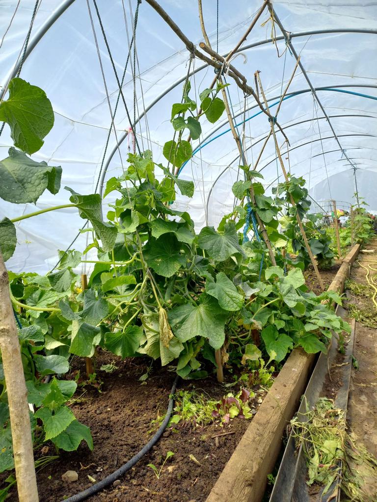 ArmyChaplaincy's tweet photo. Since January soldiers from @4RegimentRLC, with their padre @garnellPaul, have been lending a helping hand to @RovesFarm #WonkyVegClub. 

The project has taken them from seed to harvest learning new skills about growing, tending to and harvesting vegetables. https://t.co/pM13pCLp0l