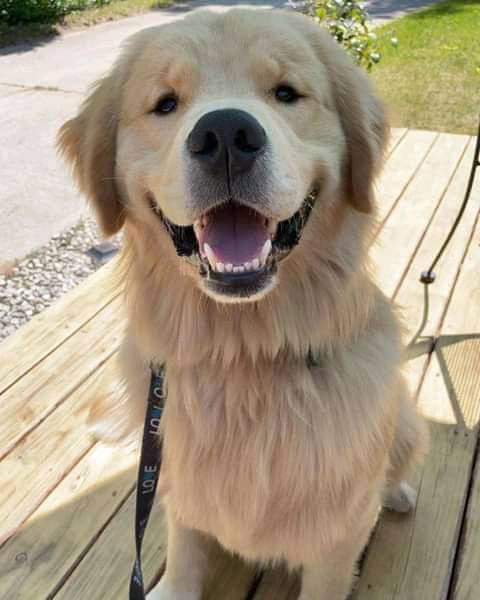 golden retriever (@Golden100A) / Posts / X
