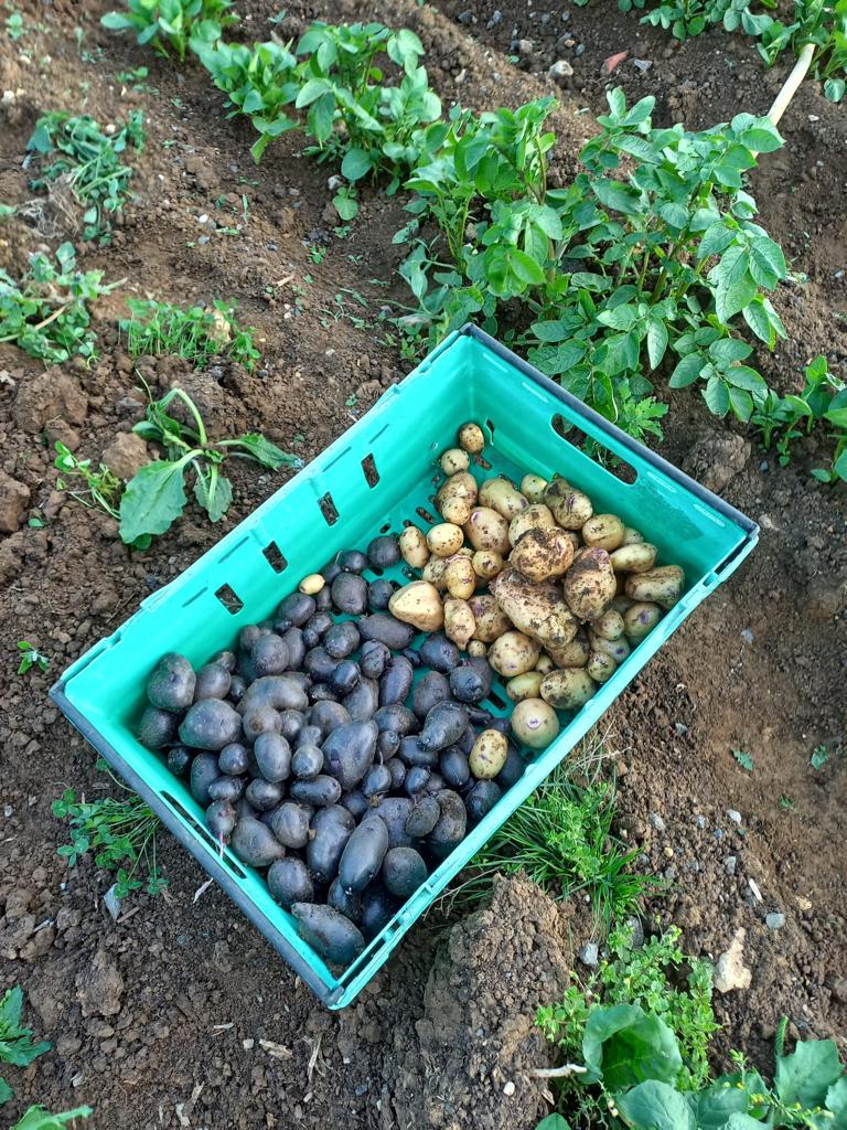 ArmyChaplaincy's tweet photo. Since January soldiers from @4RegimentRLC, with their padre @garnellPaul, have been lending a helping hand to @RovesFarm #WonkyVegClub. 

The project has taken them from seed to harvest learning new skills about growing, tending to and harvesting vegetables. https://t.co/pM13pCLp0l