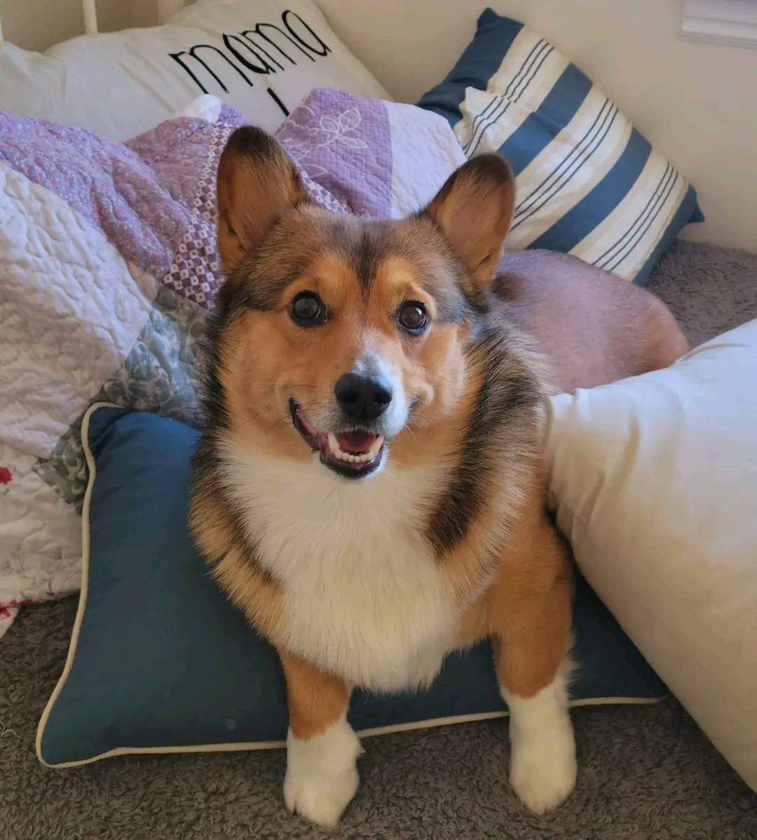 Corgi_Lovers0's tweet image. Adorable 😍❤️
#CorgiCrew #Corgipuppies #CorgiLover #digitalart #dog #HybeApologizeToJimin #TXTinJakarta #TXT_ASM_TOUR_in_Jakarta #torylanez #Unruly #montgomerybrawl