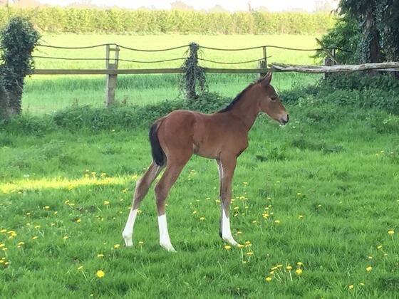 OldGoldRacing's tweet photo. βΌοΈ PICKS LAD is now available βΌοΈ
Whilst he is a bit older than pictured, you are joining him at the beginning of his journey with @OldGoldRacing and @OLBG
Shares are now available! https://t.co/qoAgvVMUMg
#ownapieceoftheaction #getyourheartracing #oldgoldracing #olbgracing #beatthebookies #sharesavailable