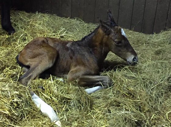 OldGoldRacing's tweet photo. βΌοΈ PICKS LAD is now available βΌοΈ
Whilst he is a bit older than pictured, you are joining him at the beginning of his journey with @OldGoldRacing and @OLBG
Shares are now available! https://t.co/qoAgvVMUMg
#ownapieceoftheaction #getyourheartracing #oldgoldracing #olbgracing #beatthebookies #sharesavailable