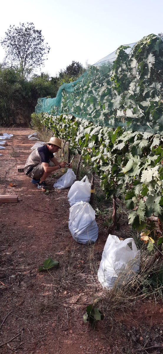 IviaRiegos's tweet photo. ¡Comienza la vendimia🍇! Hoy, en las instalaciones del @GVAivia , hemos colaborado con los compañeros de @AguaCide en la recolección de uva Bobal 🍷. El siguiente paso en el laboratorio 🔬, ¡no os lo perdáis! https://t.co/6QKUJoHSeF