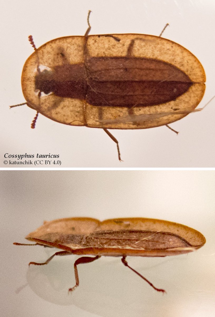 EntomoDaily's tweet image. Los 🪲 del género Cossyphus (Fam. Tenebrionidae), de distribución euroasiática y africana, parecen sacados de una realidad bidimensional. De hábitos nocturnos, estos insectos extremadamente planos parecen semillas, lo que les ha valido el sobrenombre de escarabajos semilla 🌱🌳.