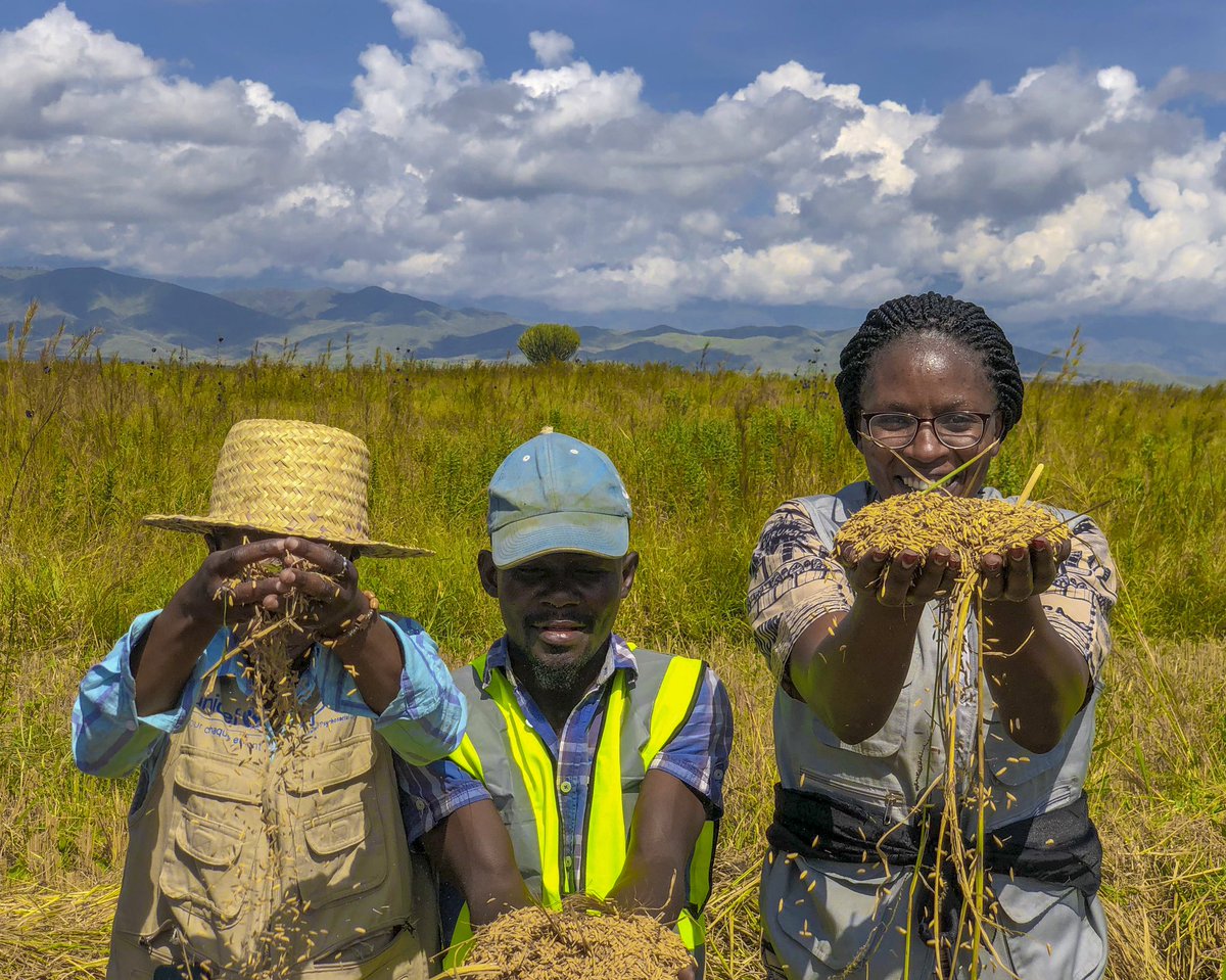 drc_tpo's tweet photo. La saison était bonne pour la Cellule d’animation Communautaire de Ndorogwe qui pratique la riziculture dans le territoire d’Uvira
Projet de Nutrition à assises communautaires mis en œuvre par #TPODRC avec l’appui financier de @UNICEFDRC https://t.co/K2QKBdxCBP