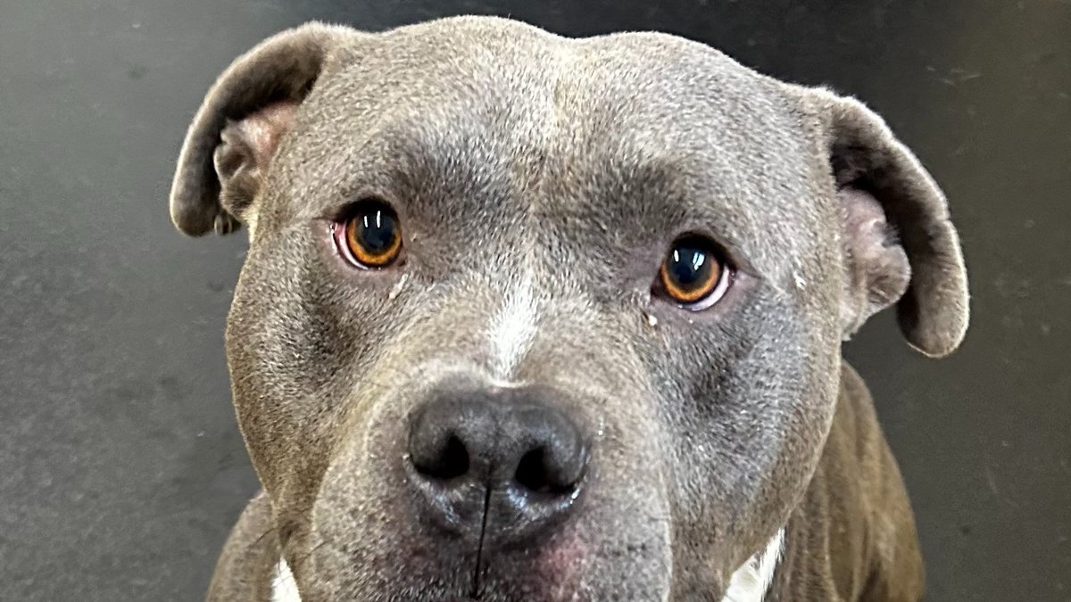 AdoptionsUk's tweet image. Please retweet to help these 4 dogs, founds as strays FIND A HOME  (separately) #SHEFFIELD #YORKSHIRE 

Now all in the council pound, all looking for homes. Please check the website or give the kennels a call for more info or to apply✅

DETAILS or APPLY👇
ineedahome.co.uk/dogs/?status=A…