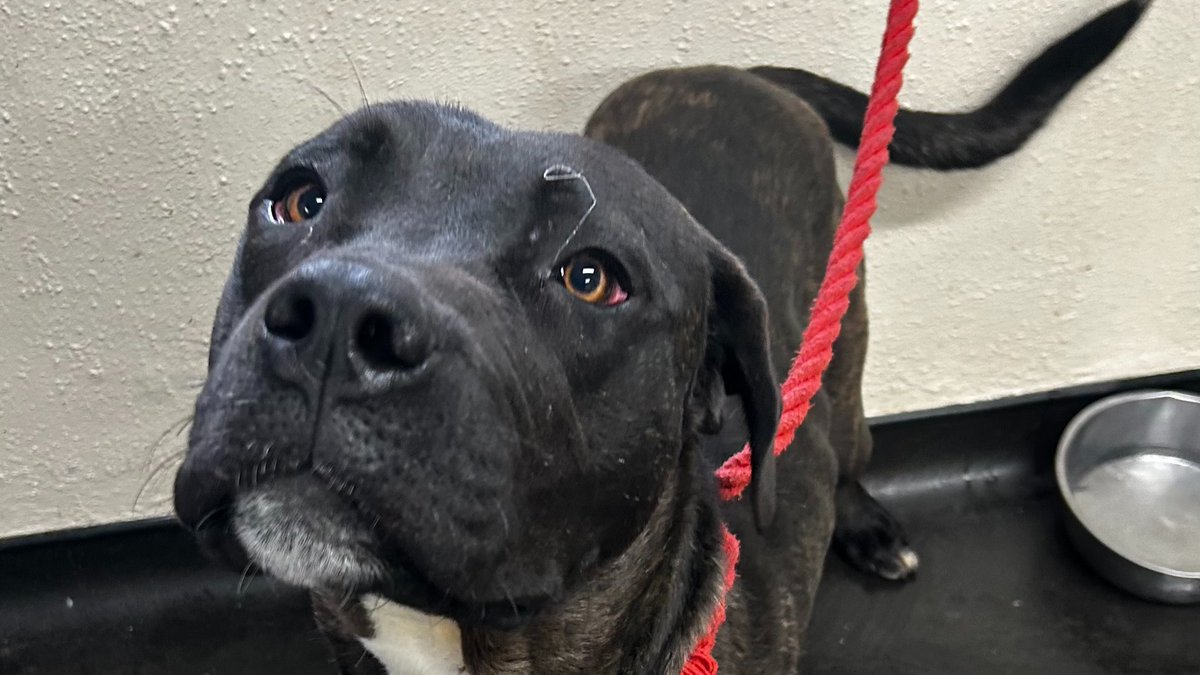 AdoptionsUk's tweet image. Please retweet to help these 4 dogs, founds as strays FIND A HOME  (separately) #SHEFFIELD #YORKSHIRE 

Now all in the council pound, all looking for homes. Please check the website or give the kennels a call for more info or to apply✅

DETAILS or APPLY👇
ineedahome.co.uk/dogs/?status=A…