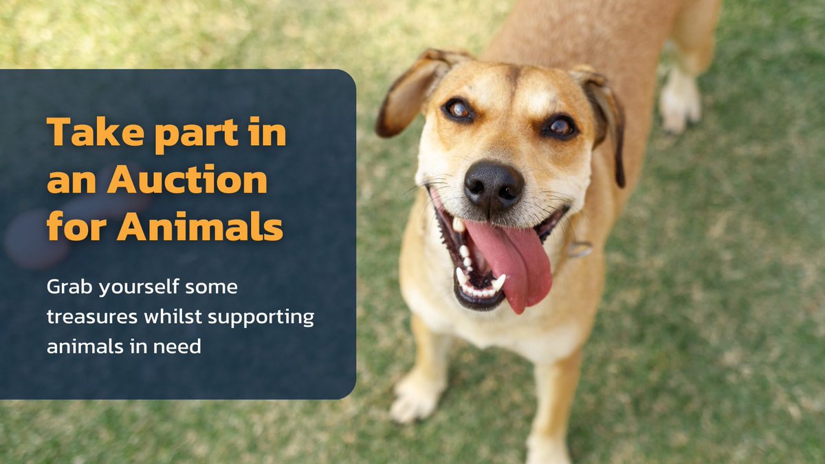 IAPWA's tweet photo. Calling animal lovers who love a good bargain! 📢

#AuctionForAnimals is back and will be taking place at the end of this month, with 100% of all proceeds from the auctions supporting animals in need. Join the group today to donate your pre-loved items or to get bidding when the auction goes live: https://t.co/WL42DYu2zN 🧡