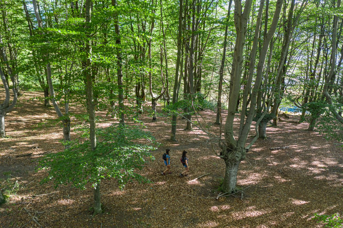 GorbeiaEuskadi's tweet photo. 💚🌞🌳En los hayedos de Gorbeia estarás muy a gusto en estos días soleados y calurosos.
ℹhttps://t.co/bEZDQxf6aX
#GorbeiaEuskadi #EuskadikoBihotzBerdea #CorazónVerdeDeEuskadi #pagadiak #hayedos #ibilbideak #rutas #wikiloc https://t.co/z9wQiFTcDE