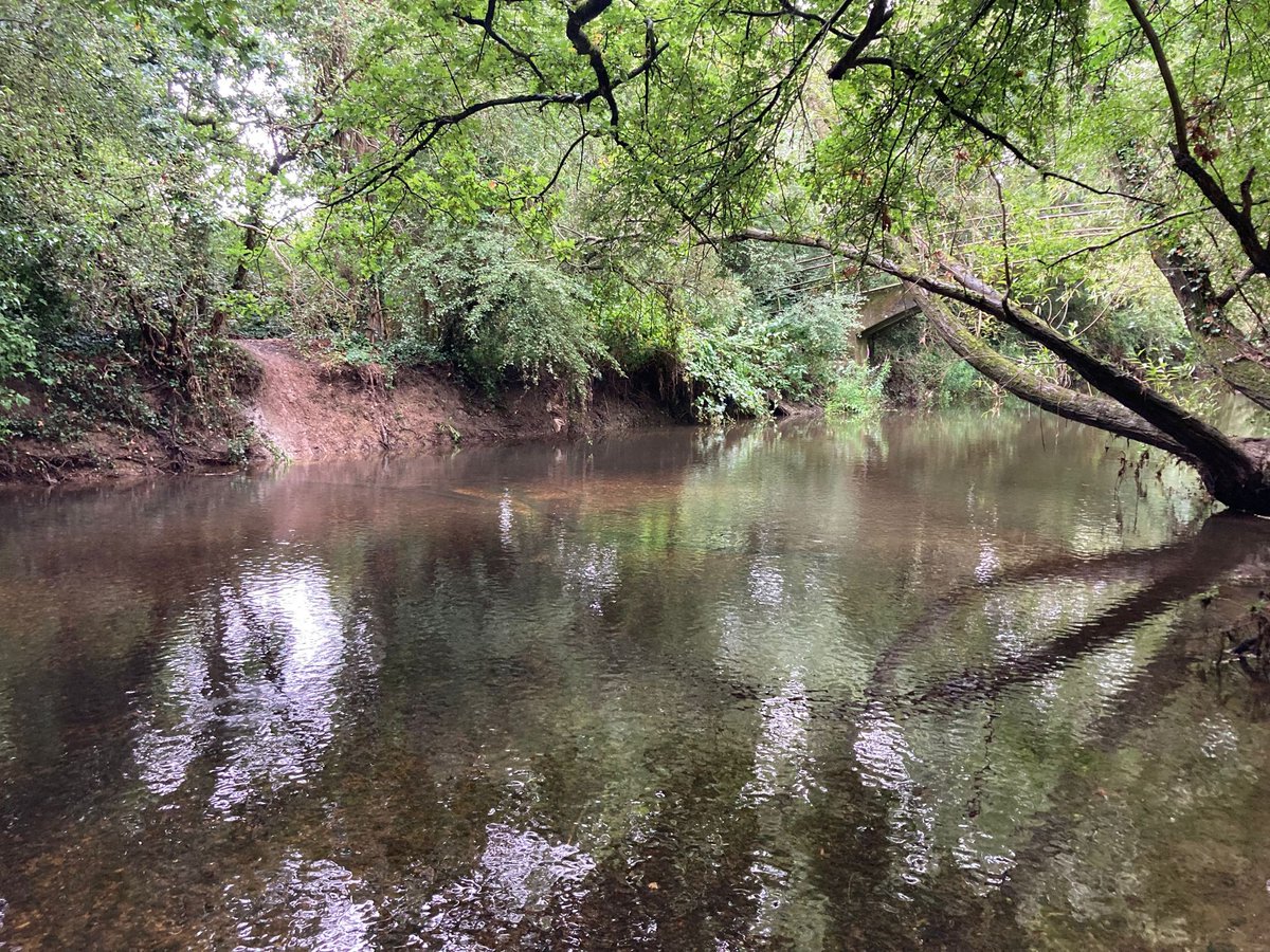 YourRBI's tweet photo. The River Roding passing by Roding Valley Nature Reserve. An idyllic stretch of the river, with a wide open channel, healthy banks and clear water. Another fantastic feature is the closeness of the footpath to the river, giving an excellent view for all to enjoy! #RBICP #Nature https://t.co/Wke048MqFu