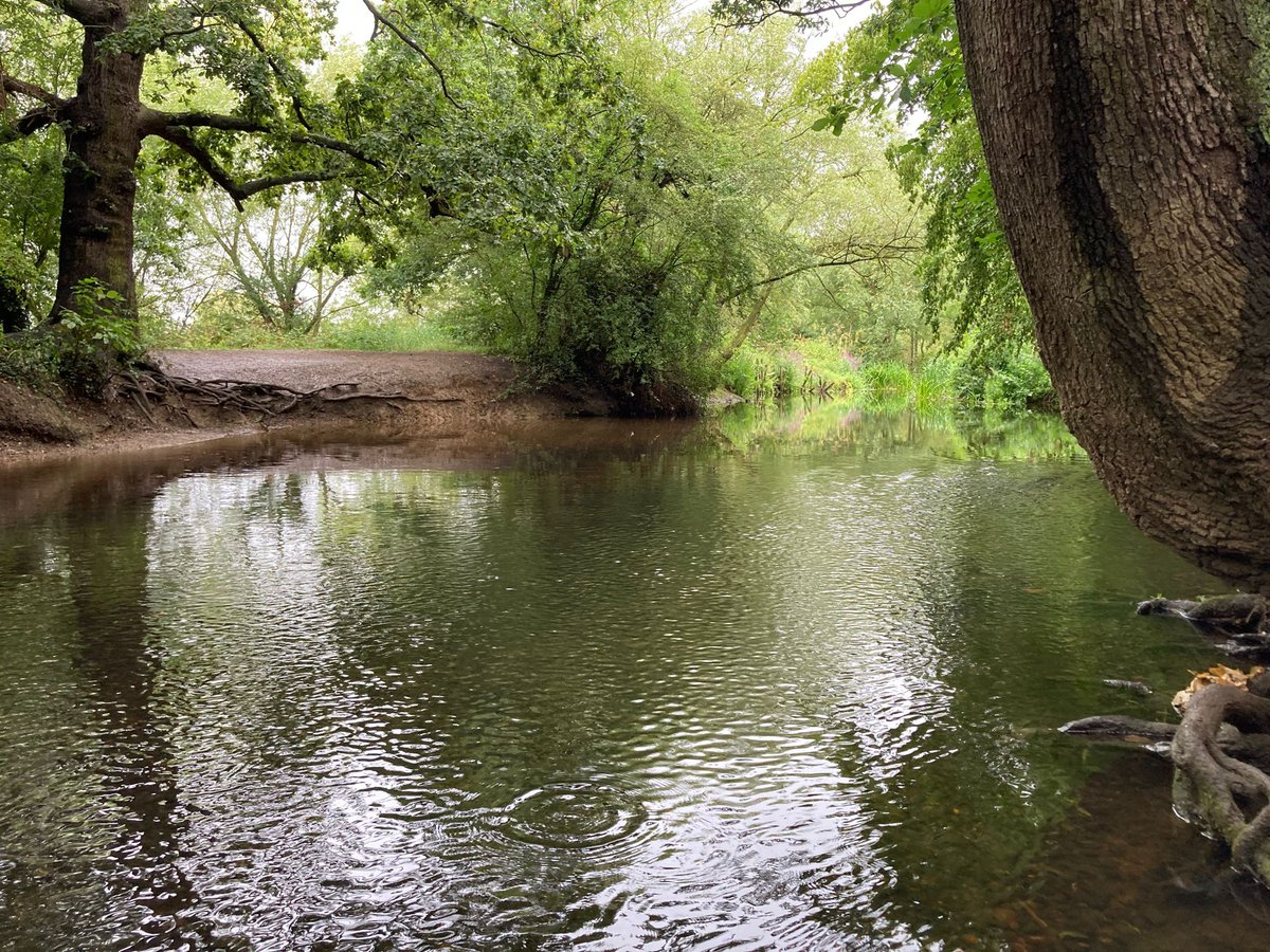 YourRBI's tweet photo. The River Roding passing by Roding Valley Nature Reserve. An idyllic stretch of the river, with a wide open channel, healthy banks and clear water. Another fantastic feature is the closeness of the footpath to the river, giving an excellent view for all to enjoy! #RBICP #Nature https://t.co/Wke048MqFu