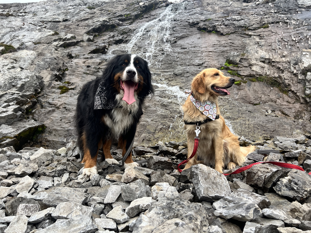 bunsenbernerbmd's tweet photo. 📣BREAKING NEWS📣
​DOGS ARE STILL GOOD TODAY https://t.co/hUMCzomUbT