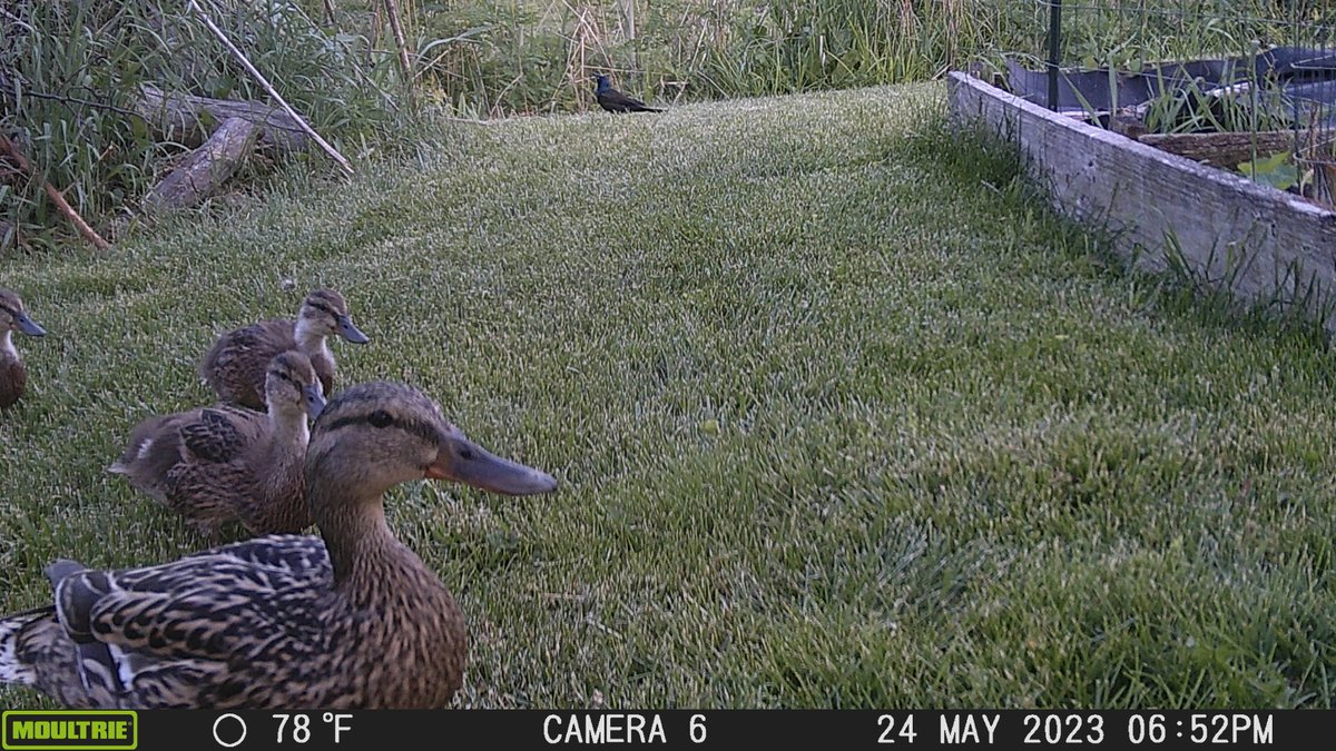 There's no ugly duckling here! We ❤️ our wildlife. #WildlifeWednesday #NormalWildlifeProject
buff.ly/3FWKMFT
buff.ly/3WimZr3