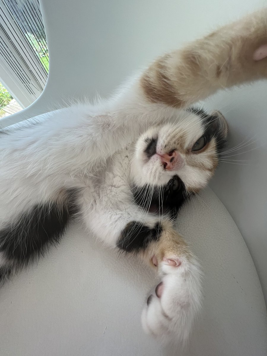 Mummy’s bestfriends got me a little cousin that we are yet to meet but how cute is she! Meet Marie

#cat #cutecat #catsofinstagram #CatsAreFamily #CatsLover #kitten