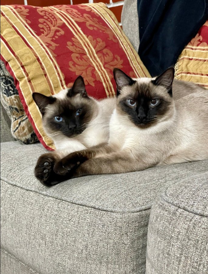 Always like some hairy dick😋