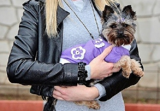 DogLoversDigest's tweet photo. The best way to carry a small #dog is to fold your arms into a shelf for the pup.

Small breed dogs should always be lifted up with two hands. Never jerk or pull a dog toward you, lift them by their front legs or pick them up by the scruff on their neck.

https://t.co/FfJHKRLOgr https://t.co/ywg4gJyVNS