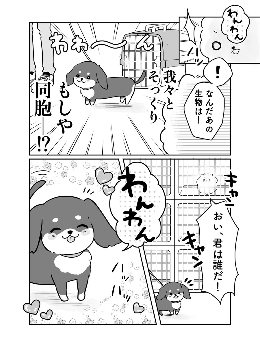 pomeranianX's tweet photo. 2/2 https://t.co/sZH8aHxS42