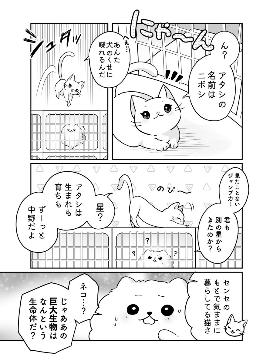 pomeranianX's tweet photo. 2/2 https://t.co/sZH8aHxS42