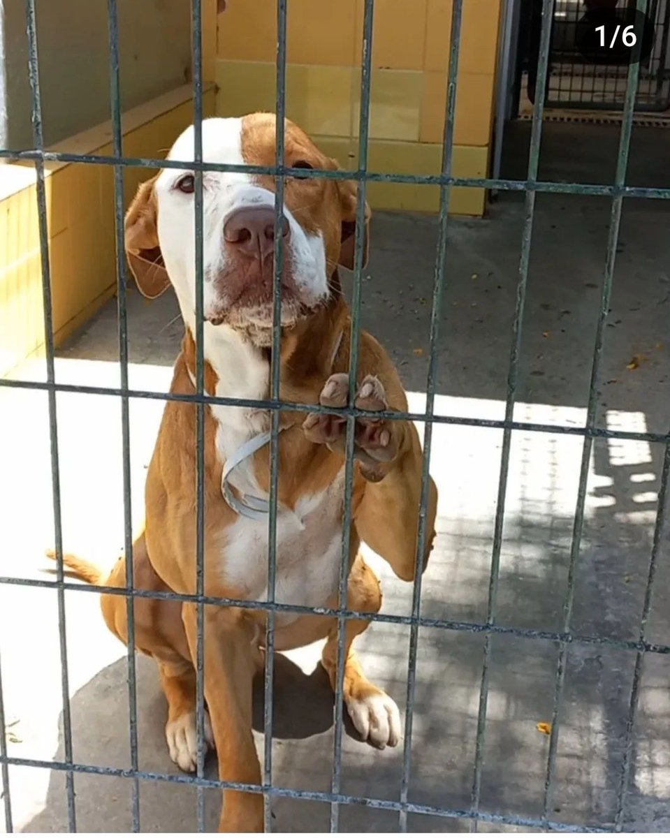 silvia mensegar tweet media