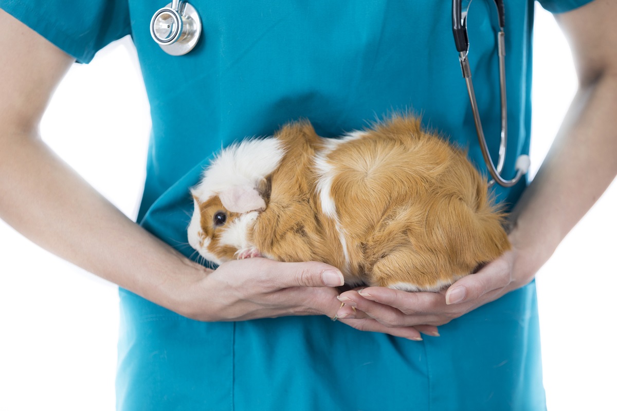 CVSGroupPlc's tweet photo. Want to further understanding of guinea pig health? Our Finn Pathologists lab has reported on underlying histopathological diagnoses of 600 biopsy samples from guinea pig lumps. Click https://t.co/Vg9BUhmgxu to view Melanie Dobromylskyj’s great new paper #cvsgroup #histopathology https://t.co/BAGsyYaMhO