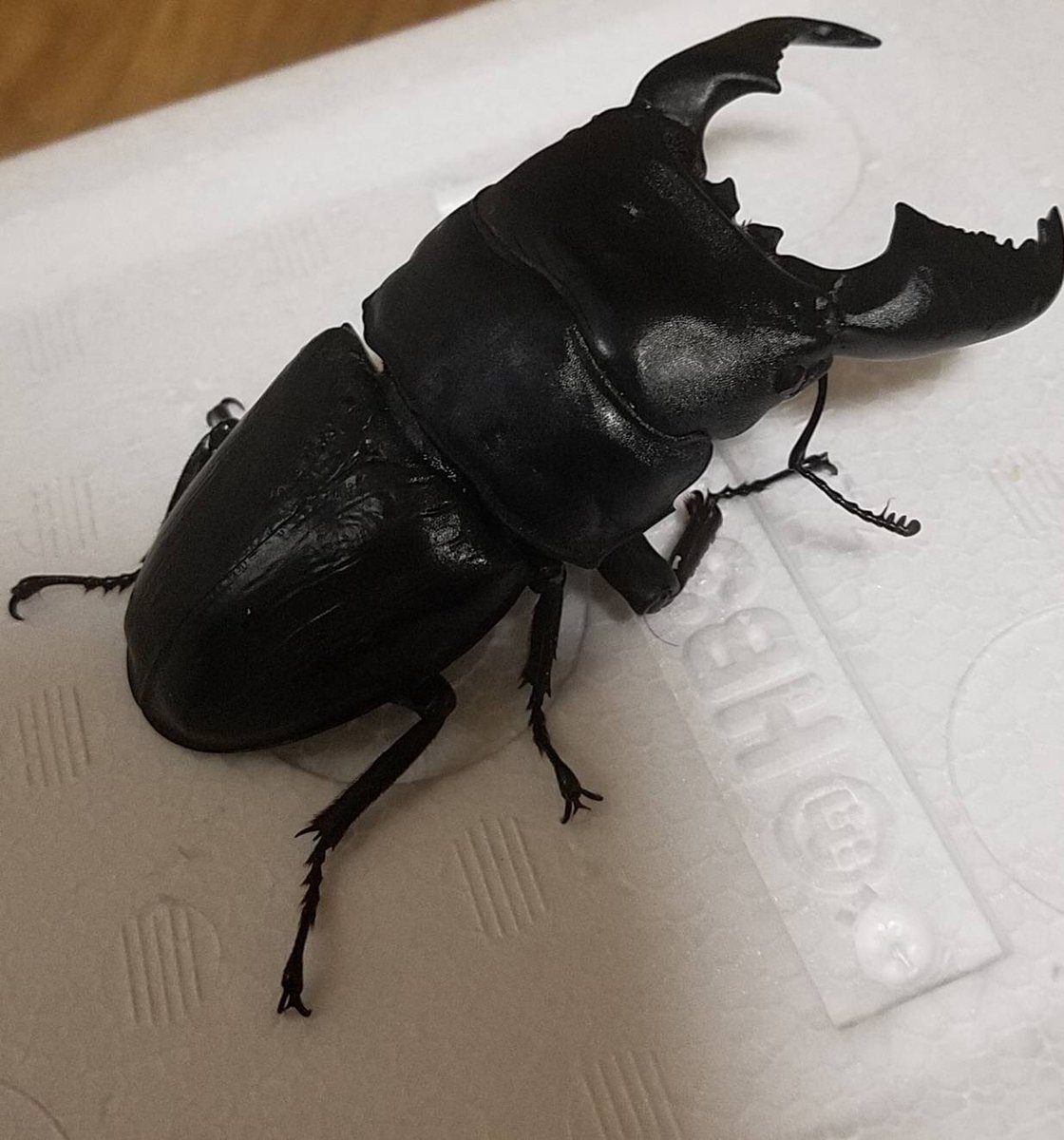 zero_stagbeetle's tweet photo. お譲り先が決まった子達です😊✨
近々、熊本のブリーダー様の元へ行きます��！ https://t.co/hSLTXd6If5