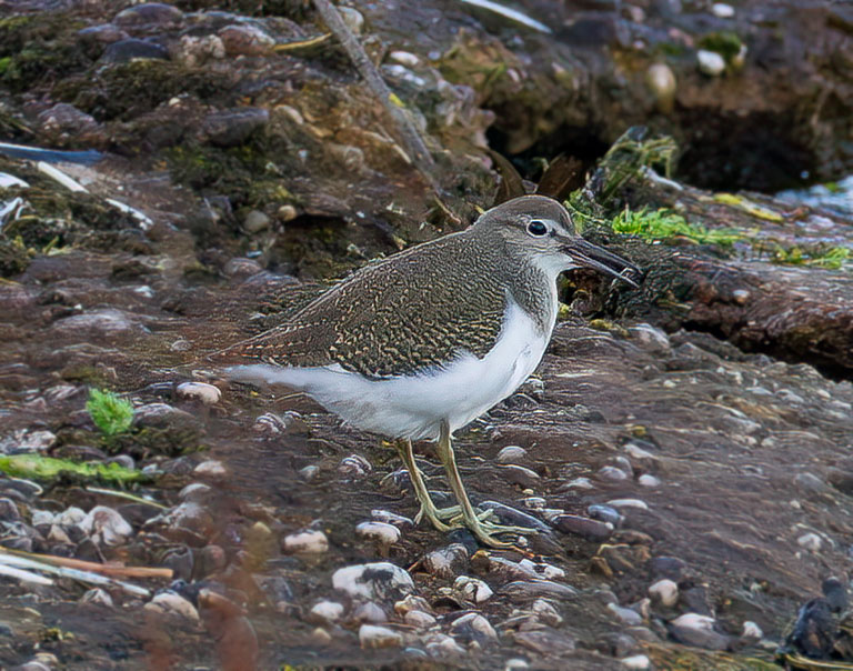 KeithW27a's tweet photo. Common Sandpiper on Chasewater @CWG_sightings @Staffsbirdnews @StaffsWildlife https://t.co/E6mxUrjhYa