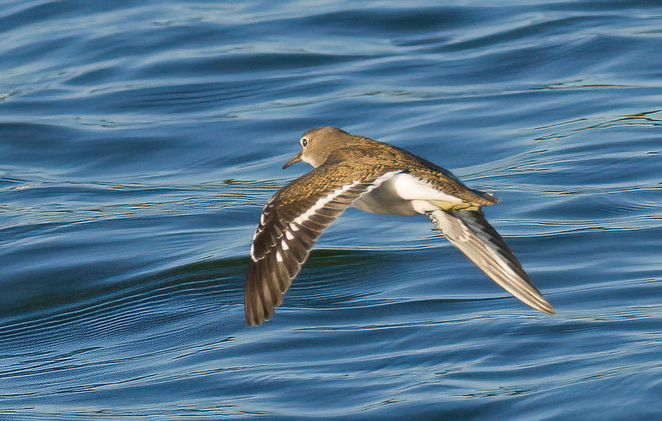 KeithW27a's tweet photo. Common Sandpiper on Chasewater @CWG_sightings @Staffsbirdnews @StaffsWildlife https://t.co/E6mxUrjhYa
