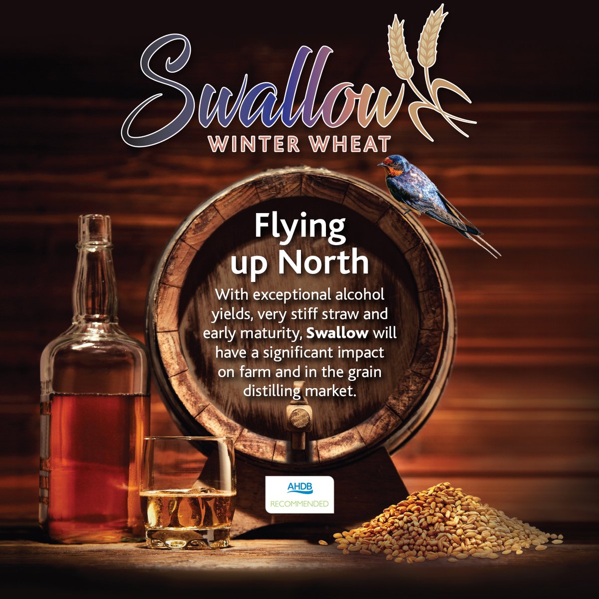 #Swallowwheat is loved by distillers. With the stiffest straw of all RL wheats and early ripening, growers in the North should too #agriculture #wheat #softwheat #distilling