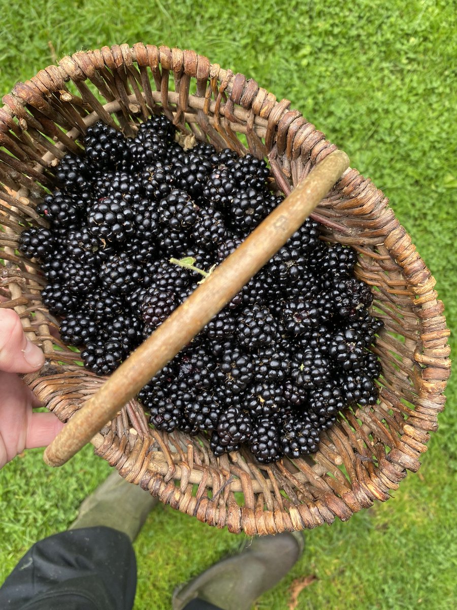 markjamesmunro's tweet photo. Wild blackberries season 😋 https://t.co/4DKCP8SGoS