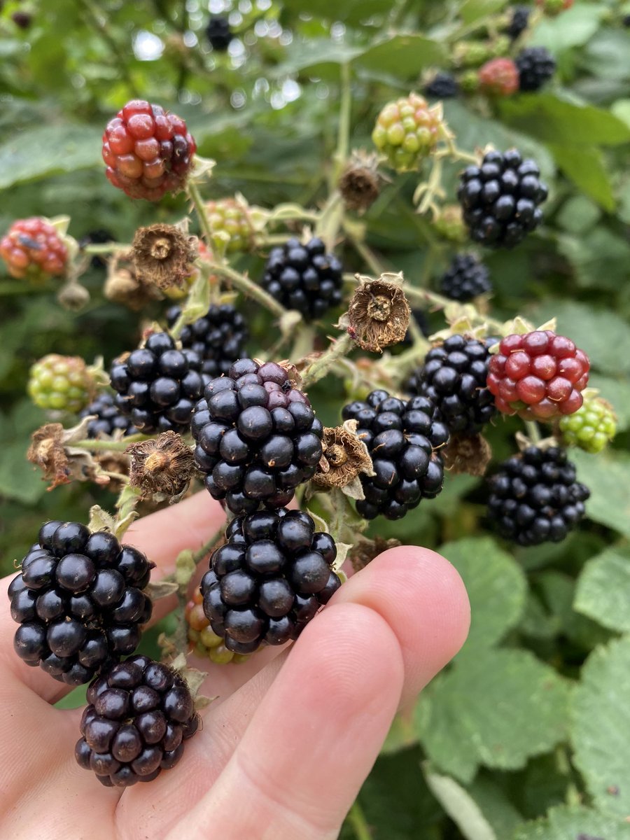 markjamesmunro's tweet photo. Wild blackberries season 😋 https://t.co/4DKCP8SGoS